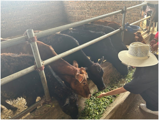 1697013667264088703.png b6aa5abeb71aa02d7e59f51aa3bba87du1.png